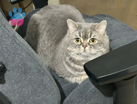British Shorthair Ceyar 2 Yaşında Eş Arıyorum