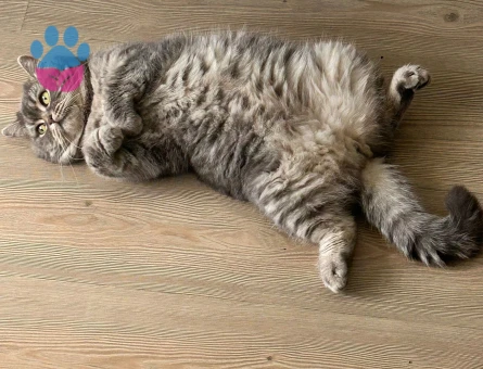 British Shorthair Ceyar 2 Yaşında Eş Arıyorum