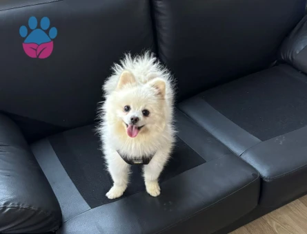 1 Yaşında Erkek Köpeğime Eş Arıyorum