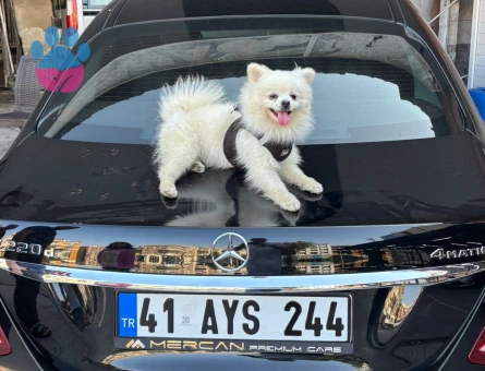 1 Yaşında Erkek Köpeğime Eş Arıyorum