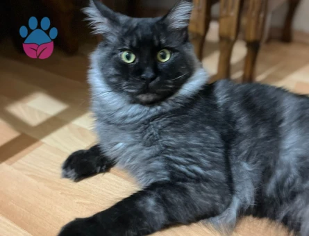 13 Aylık Erkek Maine Coon Loki Eş Arıyor