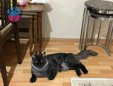 13 Aylık Erkek Maine Coon Loki Eş Arıyor