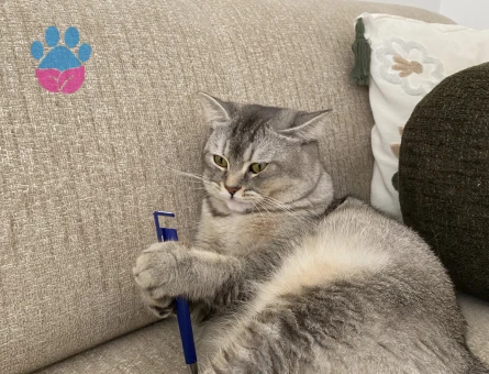 Erkek British shorthair kedimize eş arıyoruz