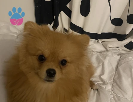Pomeranian oğluma eş arıyoruz