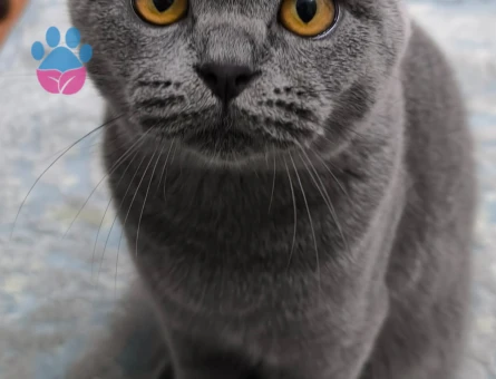 SCOTİSH FOLD KEDİME EŞ ARIYORUM