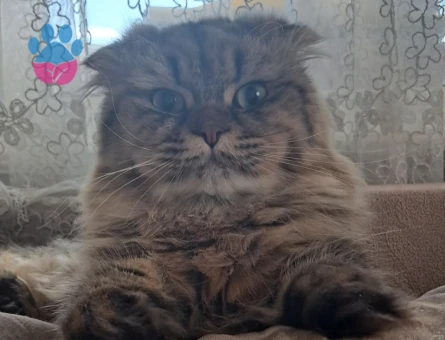 Erkek kedime es ariyoruz