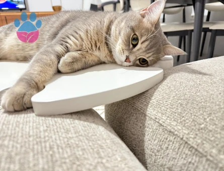 Scottish Erkek kedimize eş arıyoruz