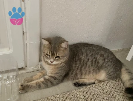 Scottish Erkek kedimize eş arıyoruz