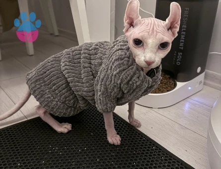 Kedime eş arıyorum