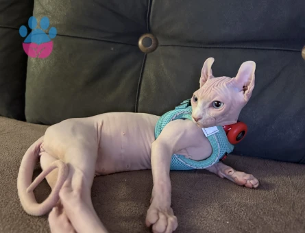 Kedime eş arıyorum