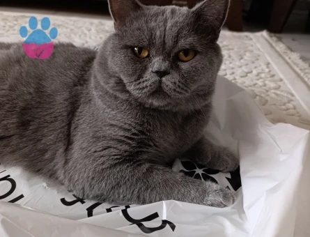British shorthair Erkek Kedime Eş Arıyorum