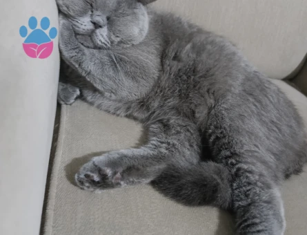 British shorthair Erkek Kedime Eş Arıyorum