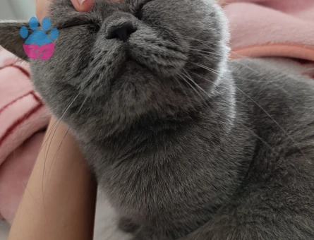 British shorthair Erkek Kedime Eş Arıyorum