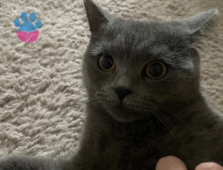 British Shorthair 1 Yaşında Eş Arıyor