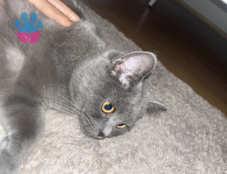 British Shorthair 1 Yaşında Eş Arıyor