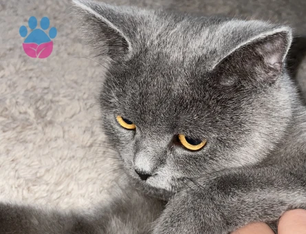 British Shorthair 1 Yaşında Eş Arıyor
