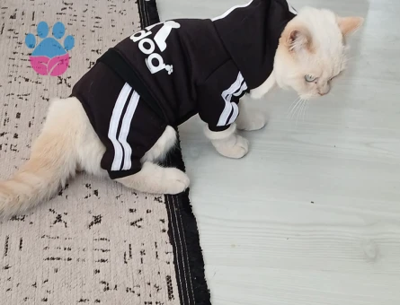 British Shorthair Blue Point 8 aylık