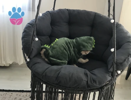 British Shorthair Blue Point 8 aylık