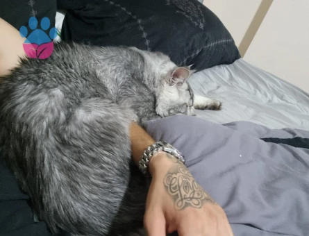 Maine Coon Kedimiz Ulukan’a eş arıyoruz