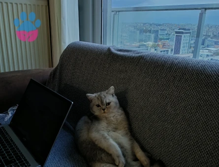 Aloş kızıma kendine eş