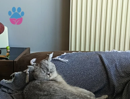 Aloş kızıma kendine eş