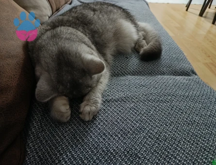 Aloş kızıma kendine eş