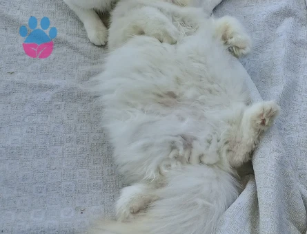 İran perişan erkek kedim kızgınlıkta