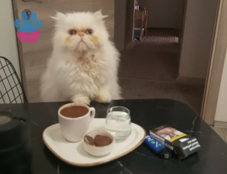 İran perişan erkek kedim kızgınlıkta