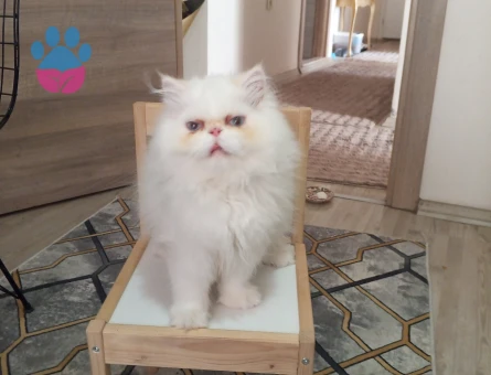 İran perişan erkek kedim kızgınlıkta