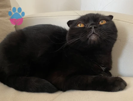 Kızıma eş arıyorum 1,5 Yaşında