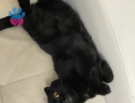 Kızıma eş arıyorum 1,5 Yaşında