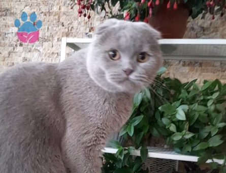 Scottish Fold 1 Yaşında Kedim Eş Arıyor