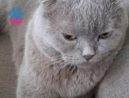 Scottish Fold 1 Yaşında Kedim Eş Arıyor