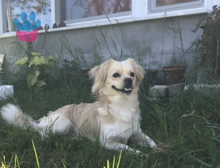 Yakışıklı oğluma dişi arıyorum