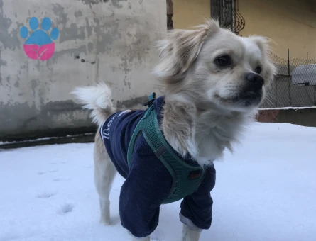 Yakışıklı oğluma dişi arıyorum