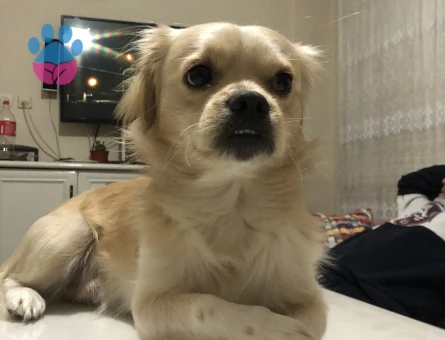 Yakışıklı oğluma dişi arıyorum