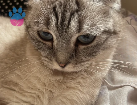 10 aylık scottish fold kedime eş arıyorum