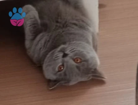 British shorthair erkek kedime eş arıyorum