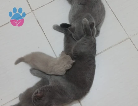 British shorthair erkek kedime eş arıyorum