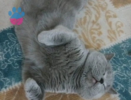 British shorthair erkek kedime eş arıyorum