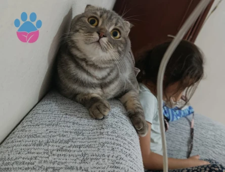 Scottish fold dişi kedime eş arıyorum