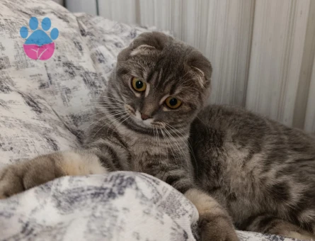 Scottish fold dişi kedime eş arıyorum