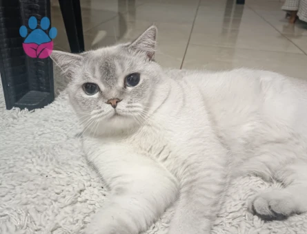 British shorthair erkek kedime eş arıyorum