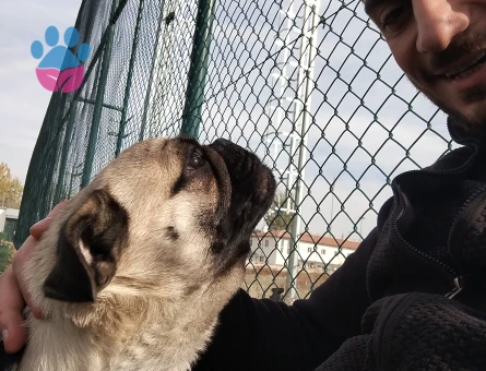 Rodi ye kız arıyorum