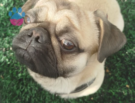 Rodi ye kız arıyorum