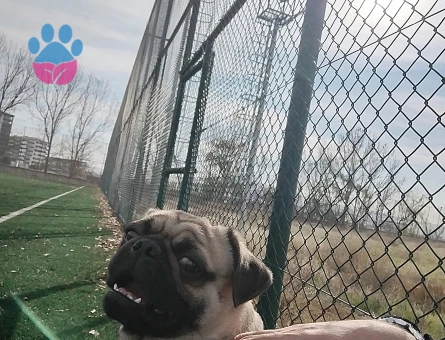 Rodi ye kız arıyorum