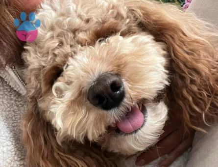 Maltipoo Oğluma Eş Arıyorum