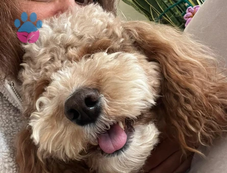 Maltipoo Oğluma Eş Arıyorum