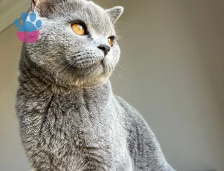 1.5 yaşında eğlenceli oğluma dişi arıyoruz