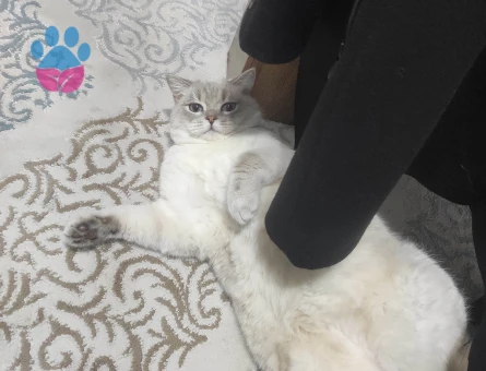 Yakışıklı prensime  prenses arıyorum